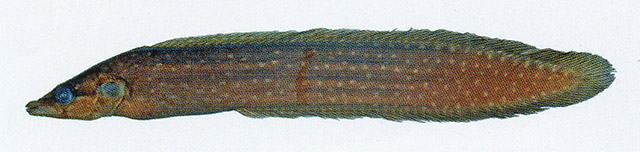睛斑鳗鲷(Congrogadus hierichthys)