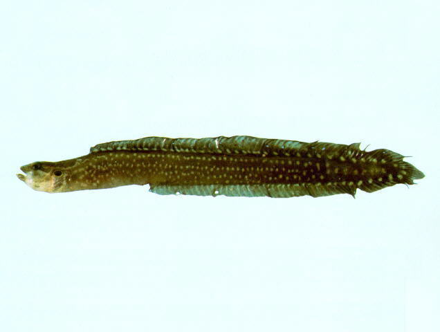 棘鳗鲷(Congrogadus spinifer)
