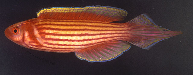 无腹隆头鱼(Conniella apterygia)