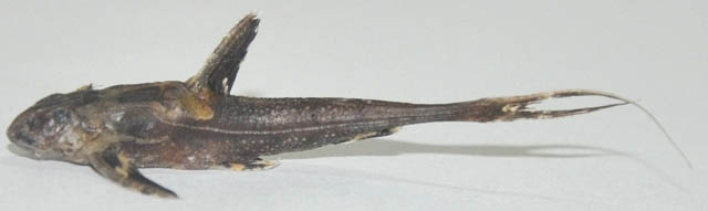 栉形短鮡(Conta pectinata)