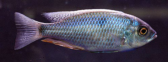 金桨鳍丽鱼(Copadichromis chrysonotus)