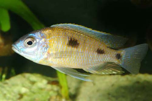 本氏桨鳍丽鱼(Copadichromis mbenjii)
