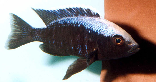 洛氏桨鳍丽鱼(Copadichromis mloto)