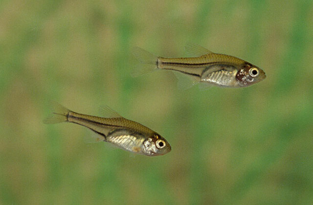 双线匕啮鱼(Coptobrycon bilineatus)