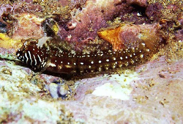 鲍氏双角鳚(Coralliozetus boehlkei)