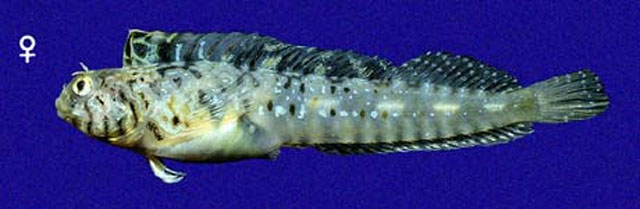 小眼双角鳚(Coralliozetus micropes)