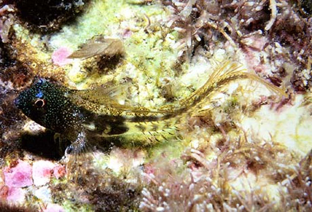 斯氏双角鳚(Coralliozetus springeri)
