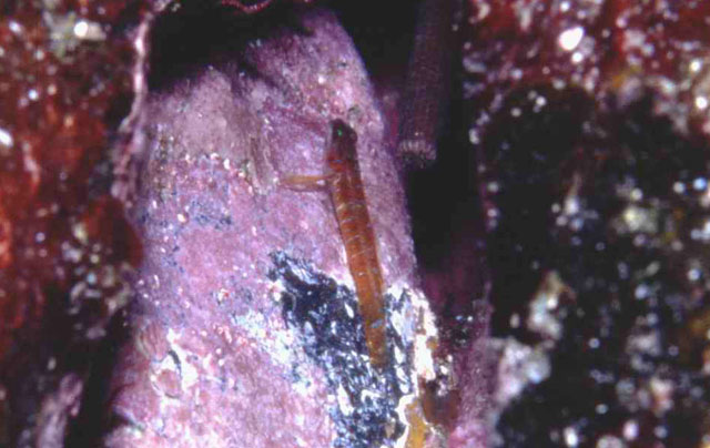 卢氏瞳虾虎(Corcyrogobius lubbocki)