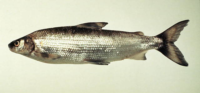 鲱形白鲑(Coregonus clupeaformis)