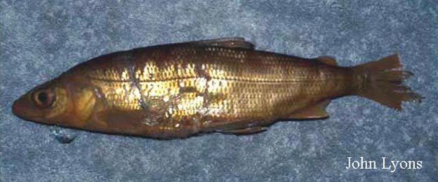 深水白鲑(Coregonus johannae)