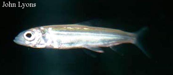 基氏白鲑(Coregonus kiyi)
