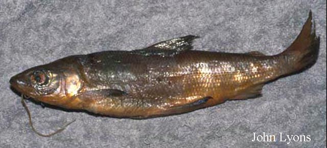 黑鳍白鲑(Coregonus nigripinnis)