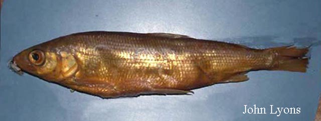 短吻白鲑(Coregonus reighardi)
