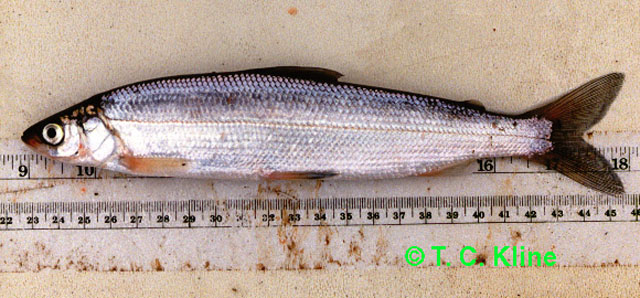 小白鲑(Coregonus sardinella)