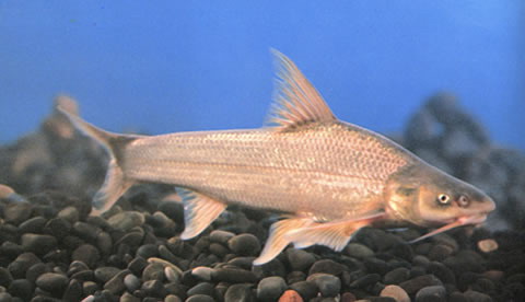圆口铜鱼(Coreius guichenoti)