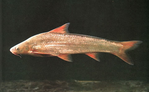 铜鱼(Coreius heterodon)