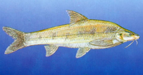 北方铜鱼(Coreius septentrionalis)