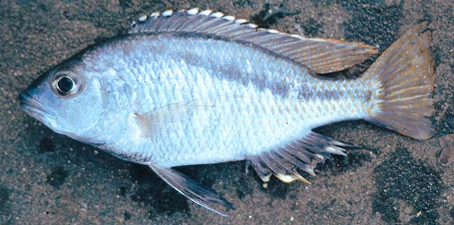 条纹瞳丽鱼(Corematodus taeniatus)