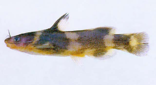 短身朝鲜鲿(Coreobagrus brevicorpus)