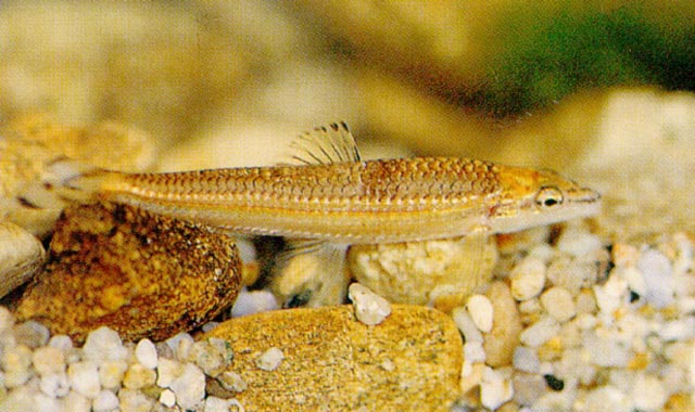 高丽雅罗鱼(Coreoleuciscus splendidus)
