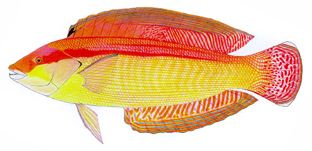 红带盔鱼(Coris auricularis)
