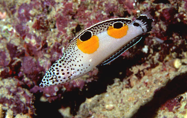 鳃斑盔鱼(Coris aygula)