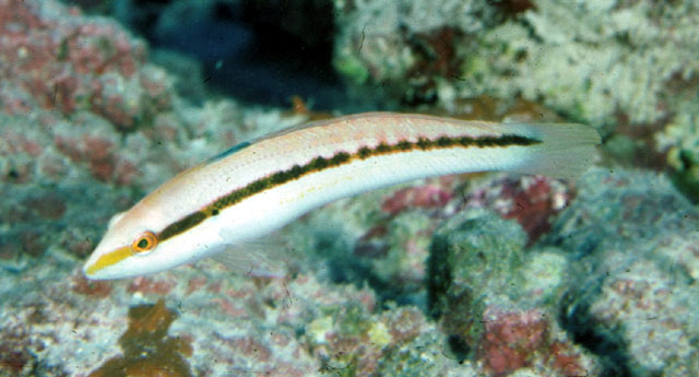 莱恩群岛盔鱼(Coris centralis)