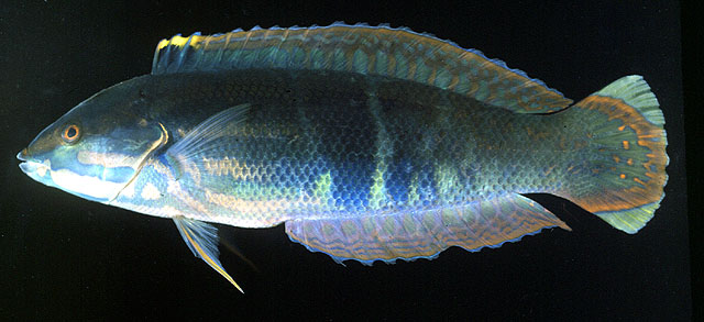 背斑盔鱼(Coris dorsomacula)