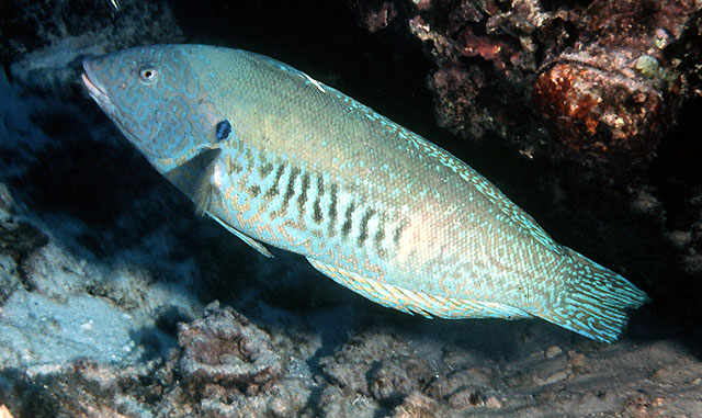 黄纹盔鱼(Coris flavovittata)