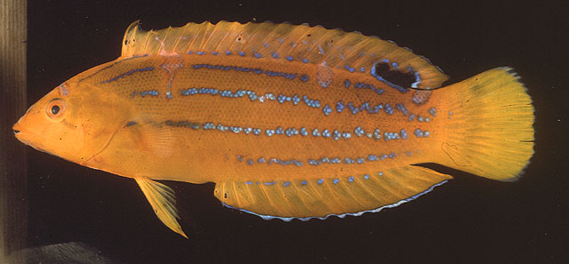 马克萨斯岛盔鱼(Coris marquesensis)