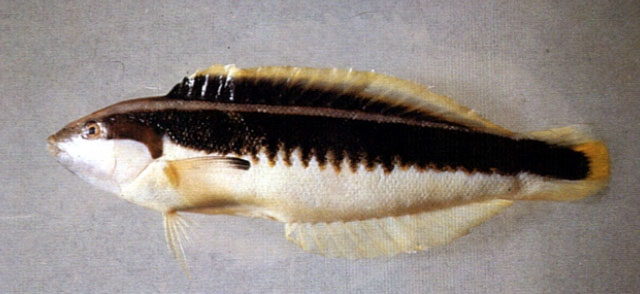 黑带盔鱼(Coris musume)