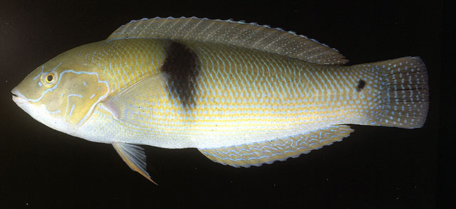 墨带盔鱼(Coris nigrotaenia)