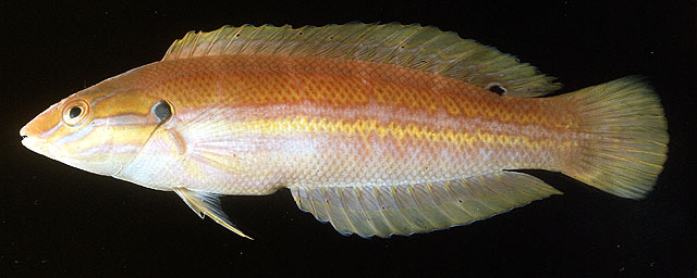 玖瑰盔鱼(Coris roseoviridis)