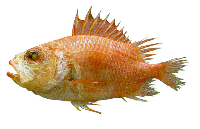 棘盖锯鳞鱼(Corniger spinosus)