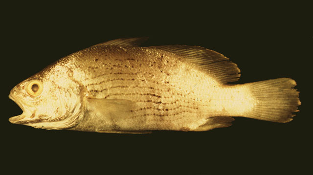 古巴科氏石首鱼(Corvula batabana)