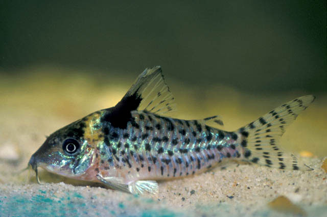 安比兵鲇(Corydoras ambiacus)