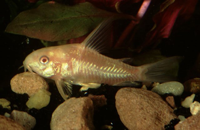 布氏兵鲇(Corydoras blochi)