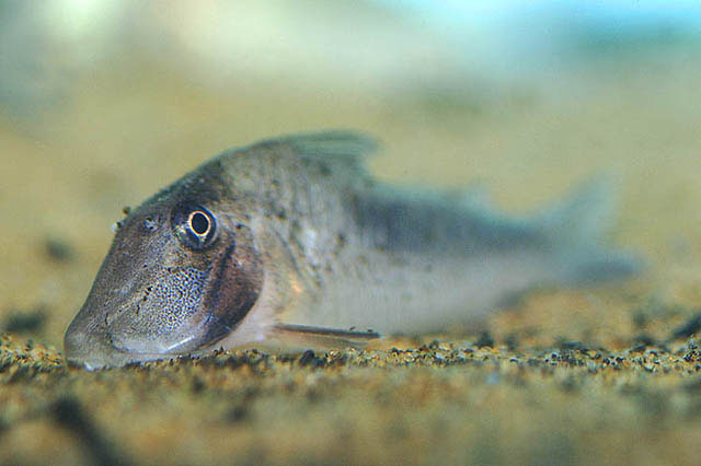 丑兵鲇(Corydoras solox)