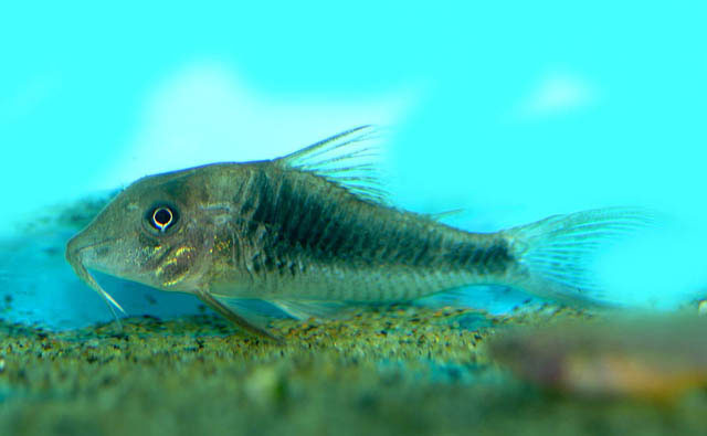 崔氏兵鲇(Corydoras treitlii)