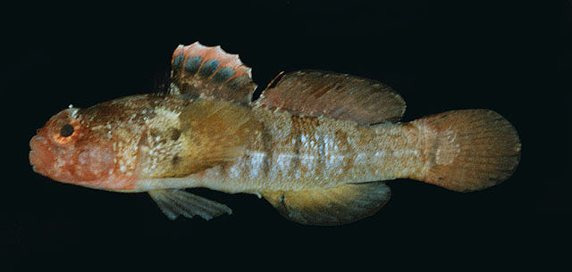 巴基斯坦真盔虾虎(Coryogalops bulejiensis)