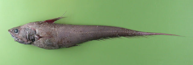 薄鳞突吻鳕(Coryphaenoides armatus)
