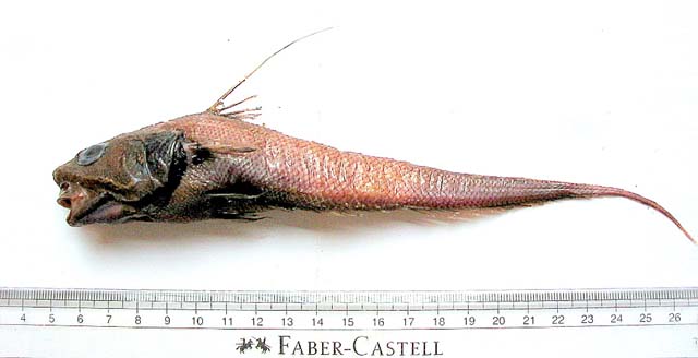 粉红突吻鳕(Coryphaenoides carapinus)