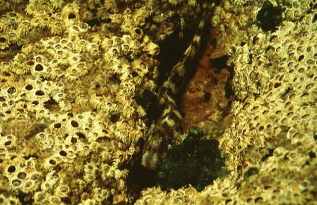 盔顶鳚(Coryphoblennius galerita)