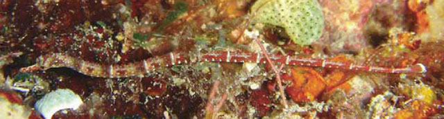 巴厘岛冠海龙(Corythoichthys benedetto)