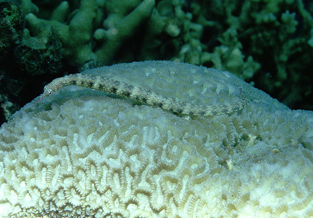 黄带冠海龙(Corythoichthys flavofasciatus)