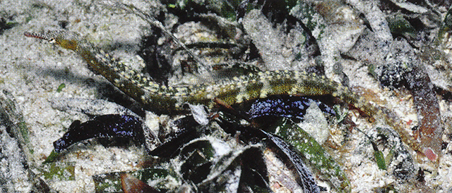 糙背冠海龙(Corythoichthys polynotatus)