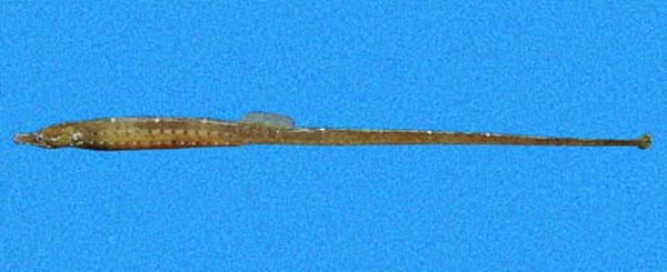 Cosmocampus arctus(Cosmocampus arctus)