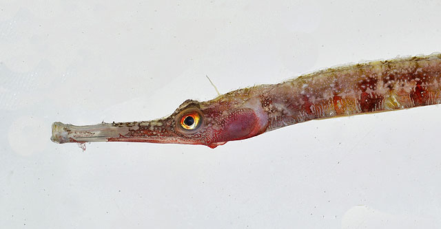 深水环宇海龙(Cosmocampus profundus)