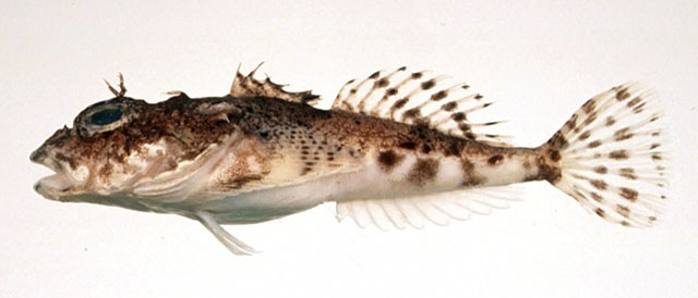 斑鳍细杜父鱼(Cottiusculus schmidti)