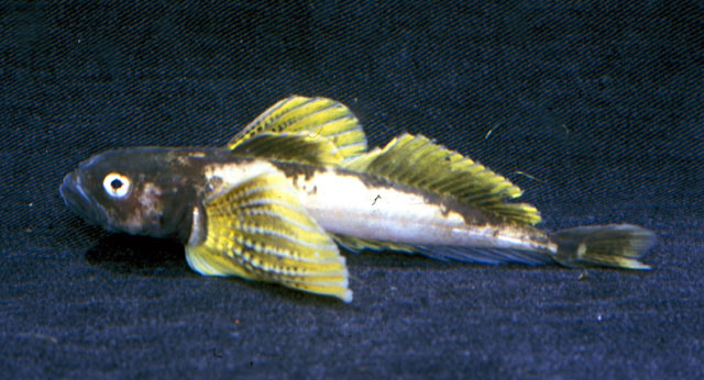 格氏贝湖鱼(Cottocomephorus grewingkii)